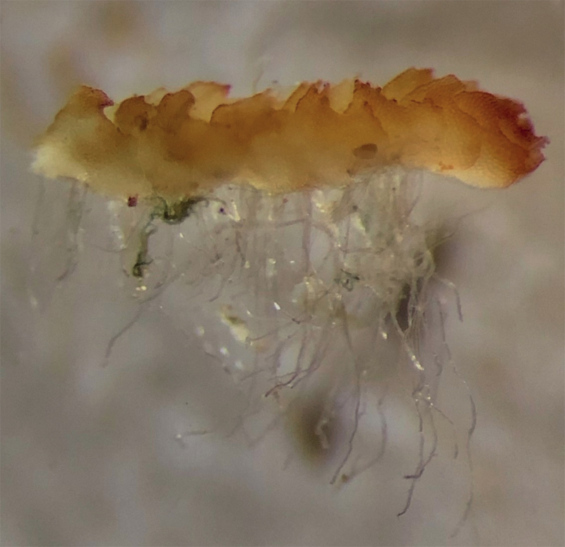 Barbilophozia sudetica